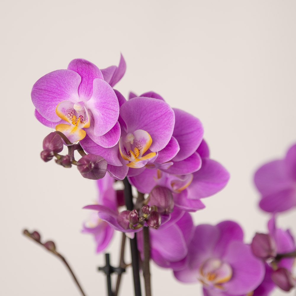 orhidee piatra neamt plante la ghiveci floraria hi gift